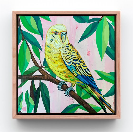 Budgie Beauties: Jinx