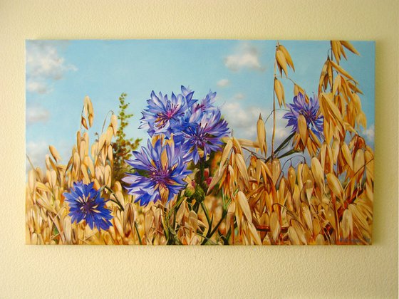 Blue Cornflowers in Field