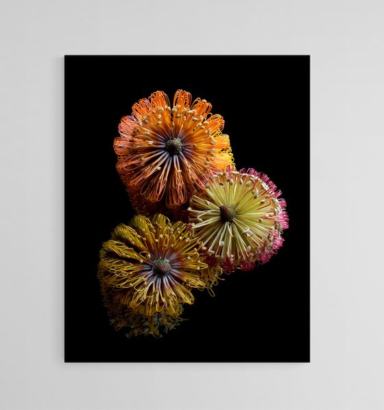 Three Banksias