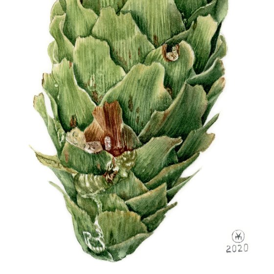 Green Spruce Cone