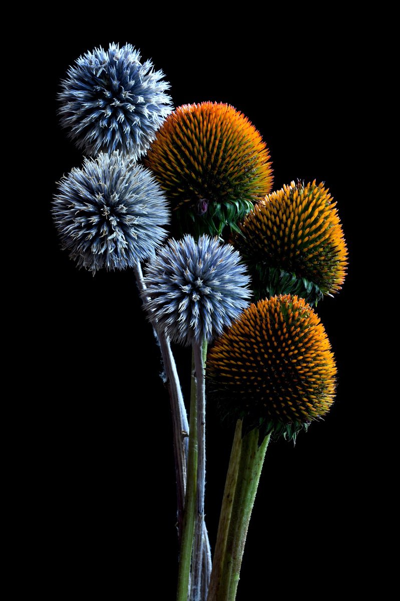 Botanical Photograph By Nadia Culph, 24 X 35", Echinacea And Globe Thistles, Original Artwork