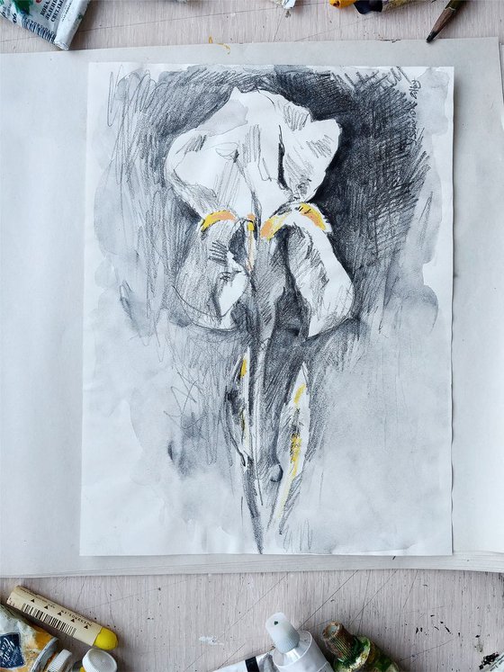 White Irise #1 sketch
