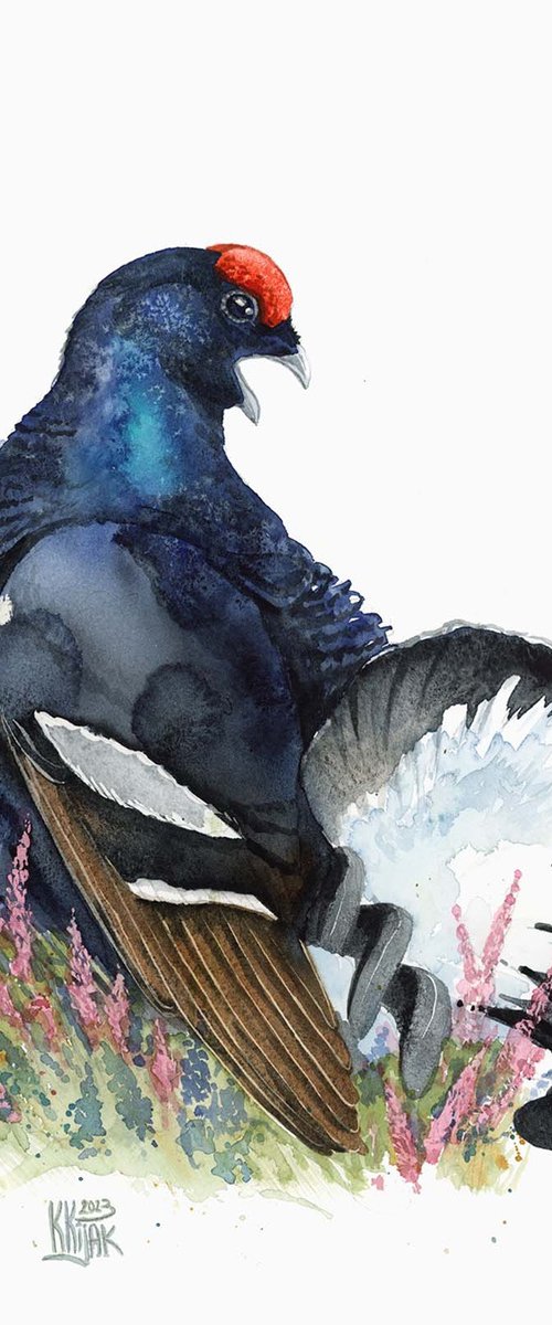 Black Grouse: The Gleaming Lord of Moorlands by Karolina Kijak