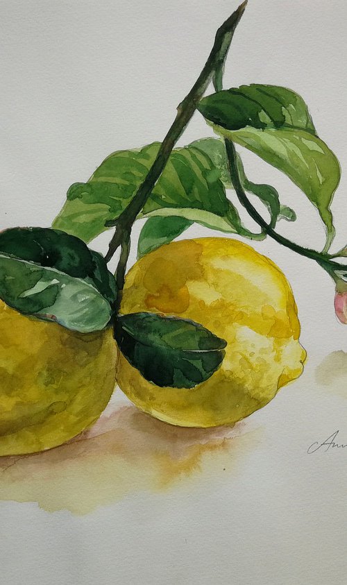 Lemons Watercolor by Anna Silabrama