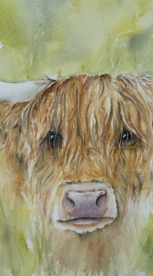 Meadow Coo by Seonaid Parnell