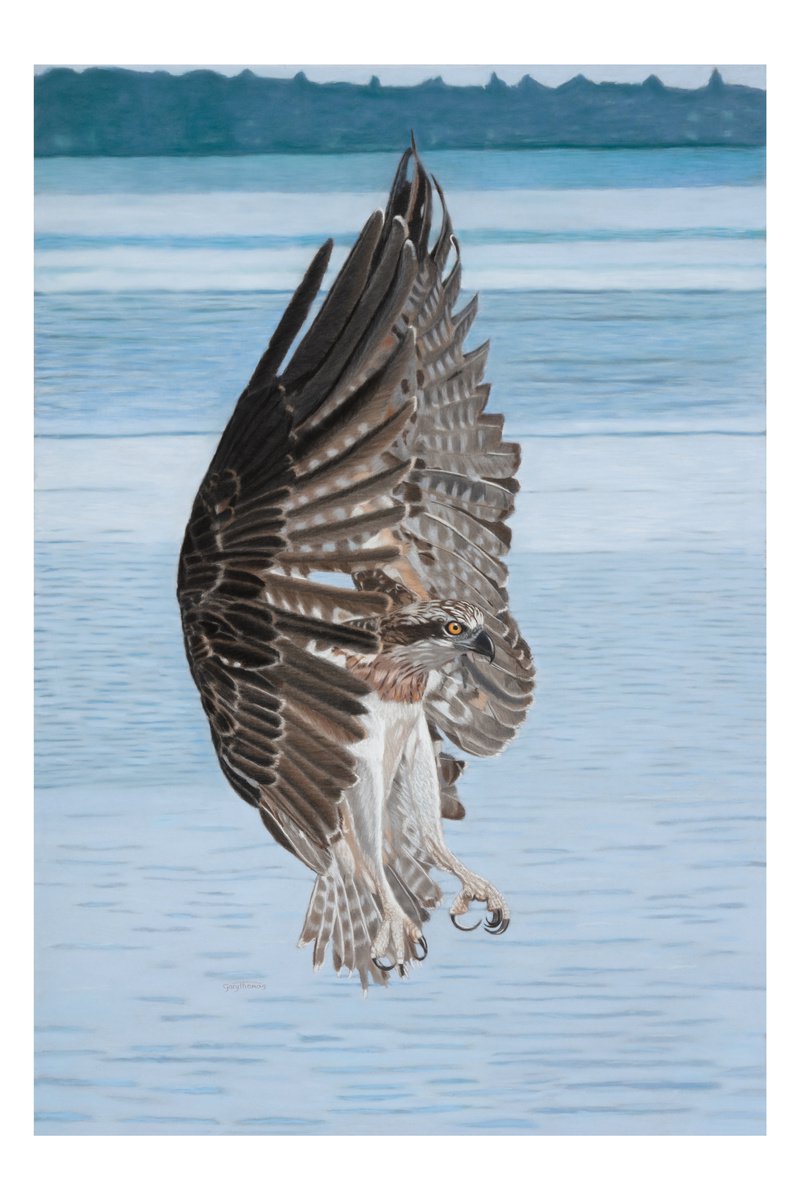 Photorealistic Animal Pastel Drawing By Gary Thomas, 28 X 39, Osprey With Brakes On, Original Artwork