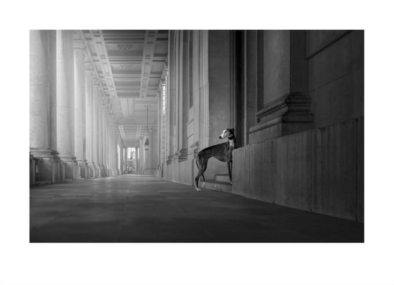 Greyhounds of London III