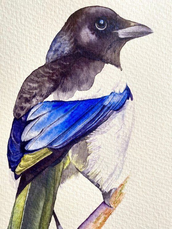 Watercolour bird magpie sitting on a branch in the rays of the sun 4