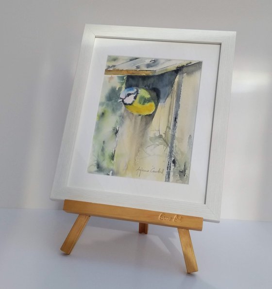 Bird Painting, Blue Tit, Framed Watercolour Painting, Nesting bird, Ready to hang