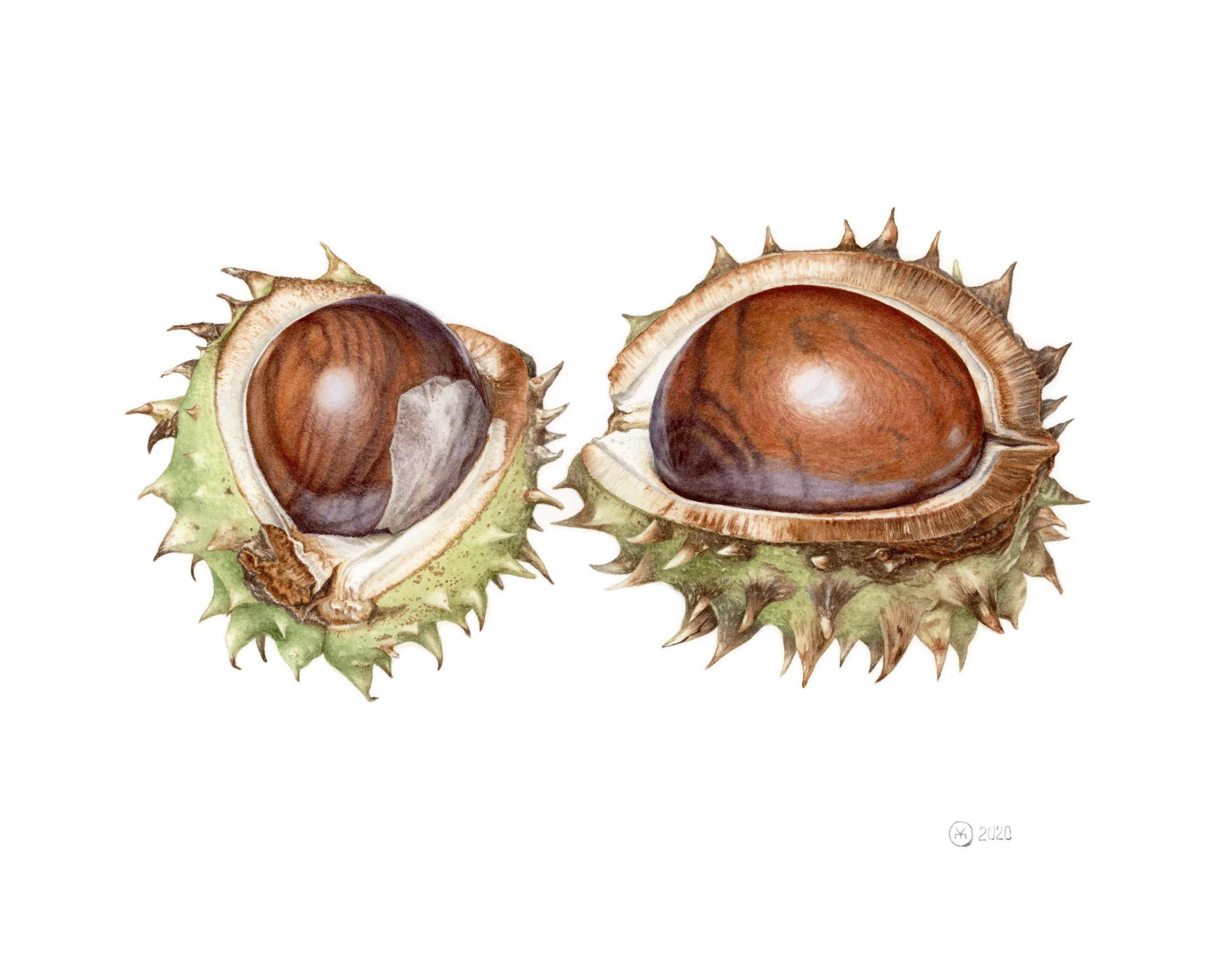 Photorealistic Botanical Watercolour By Yuliia Moiseieva, 14 X 11", Horse Chestnuts, Original Artwork