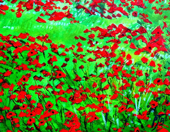 Hampshire Poppy field