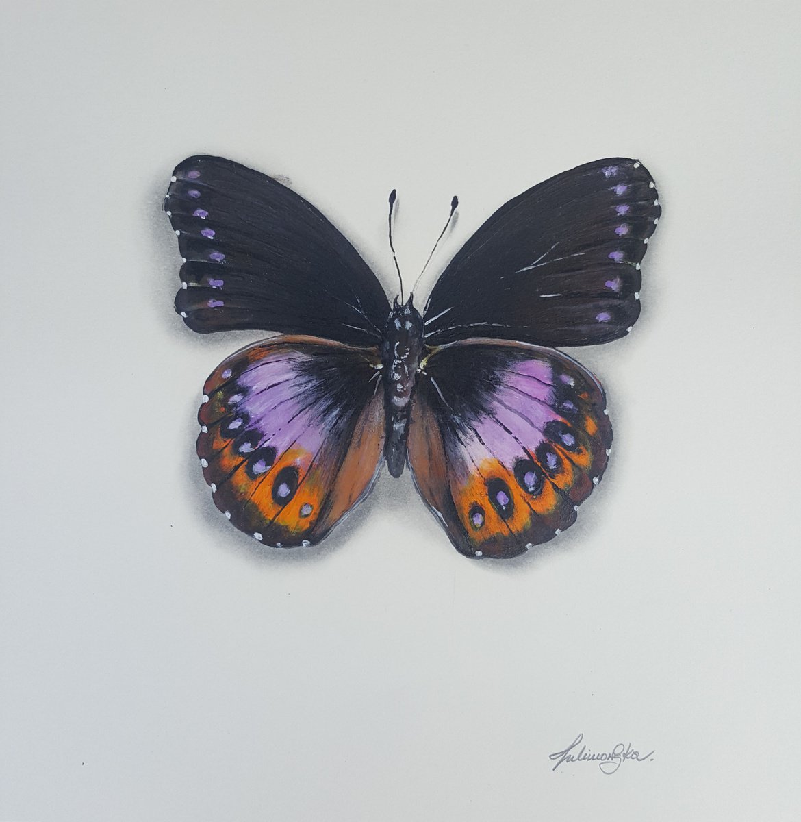 Butterfly Collection - Hypolimnas Pandarus Pandarus by Maja Tulimowska - Chmielewska