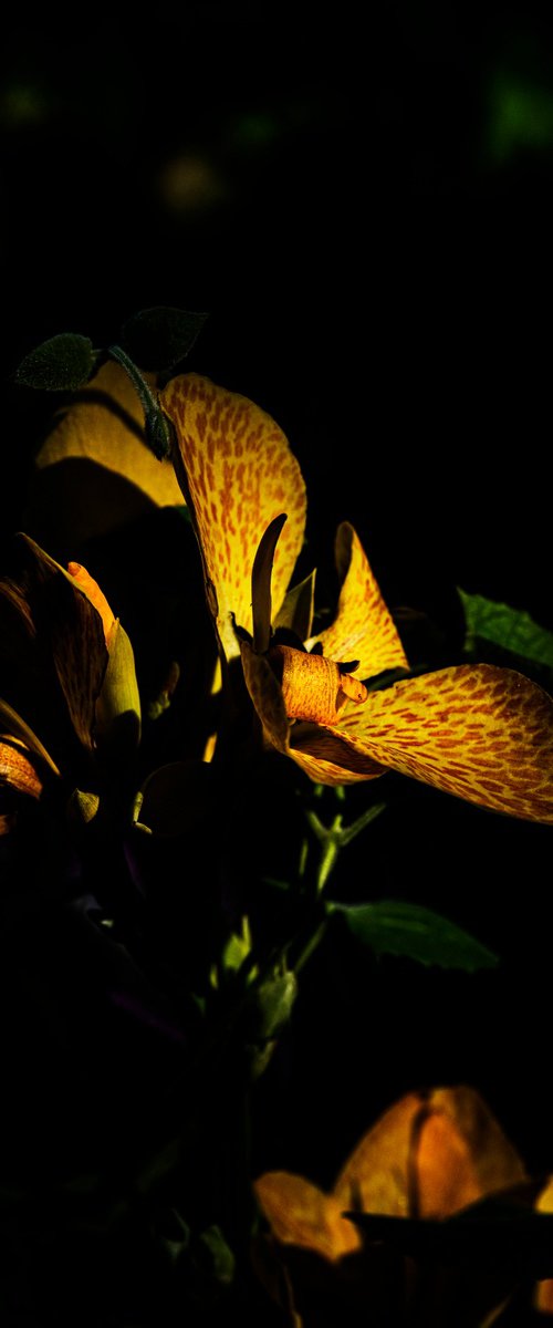 Shadows of Solitude by David Huntzinger