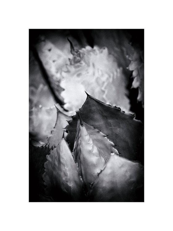 Agave, Sonoran Desert