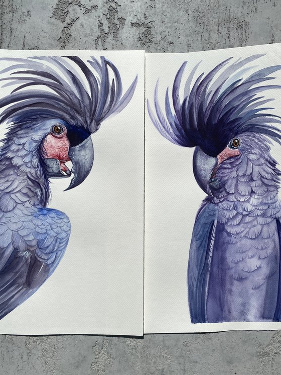 The Negotiation, black palm cockatoo
