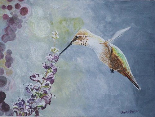 Hermit Hummingbird by Philip Baker