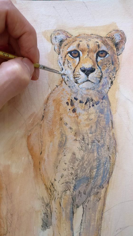 Cheetah