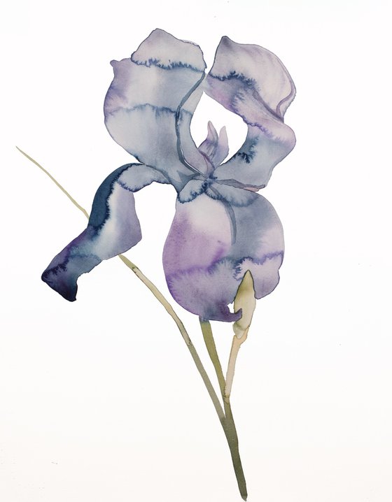 Iris No. 171