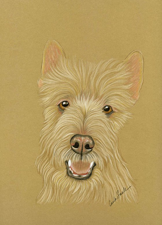 Wheaton Scottish Terrier Pet Dog Art Original Drawing-Carla Smale