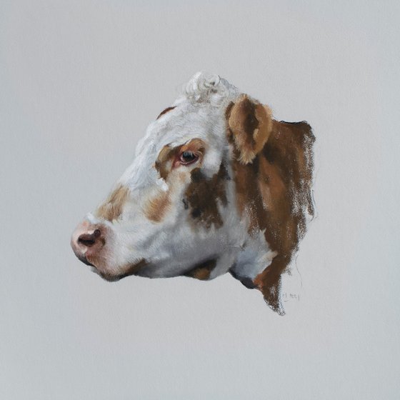 'Darcy' Cow Portrait
