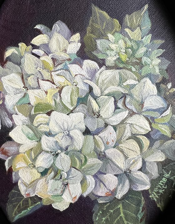 White hydrangea. Bouquet of flowers in oil painting.