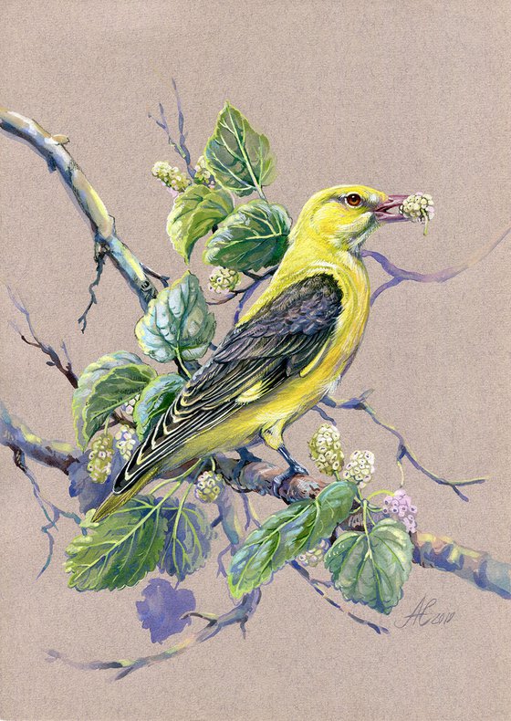 Original watercolor drawing bird "Eurasian golden oriole"