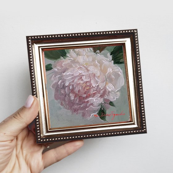 Peony flower white