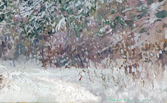 Snow-covered pine trees in Kuzminki Park