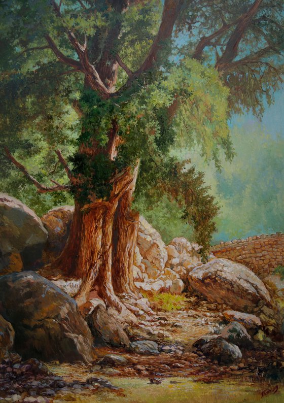 Mountain oak