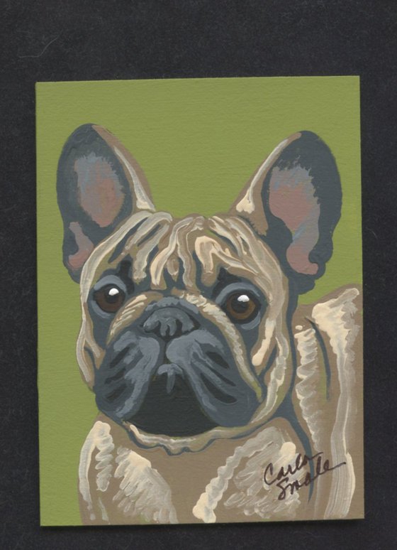 French Bulldog