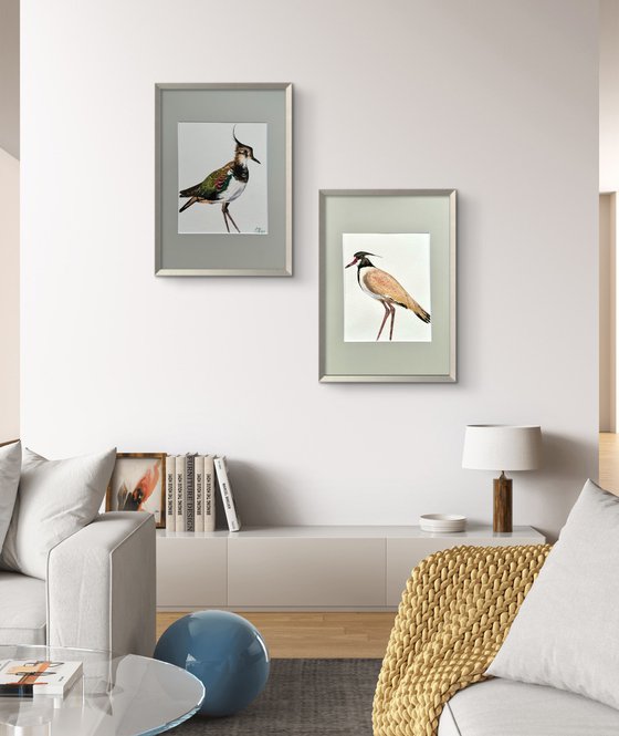 Twin birds Northern Lapwing