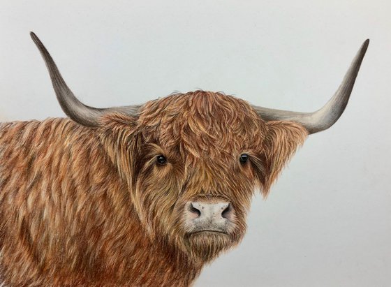 Hugo the Highland Cow