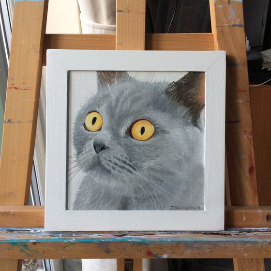 Grey Cat