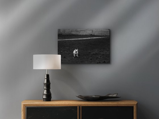Dog and line