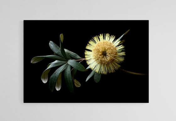 Banksia Integrifolia