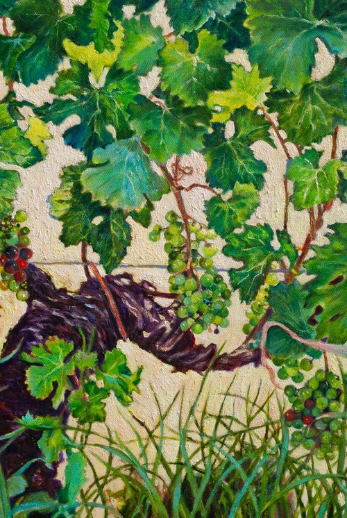 The Vine of Saint-Émilion by Liudmila Pisliakova