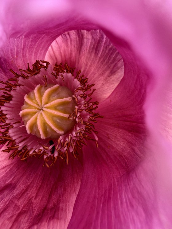 Inside the purple poppy