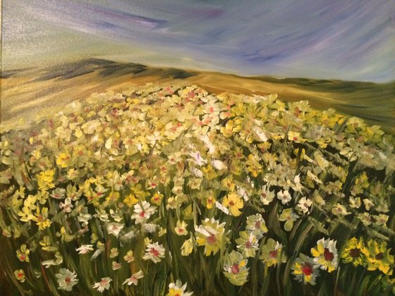 Daisy Flower Fields
