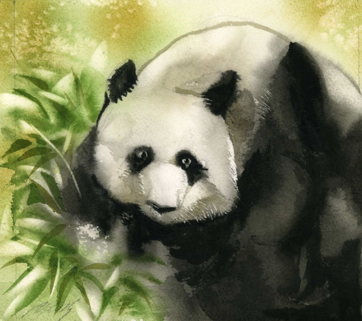 baby panda by Alfred Ng