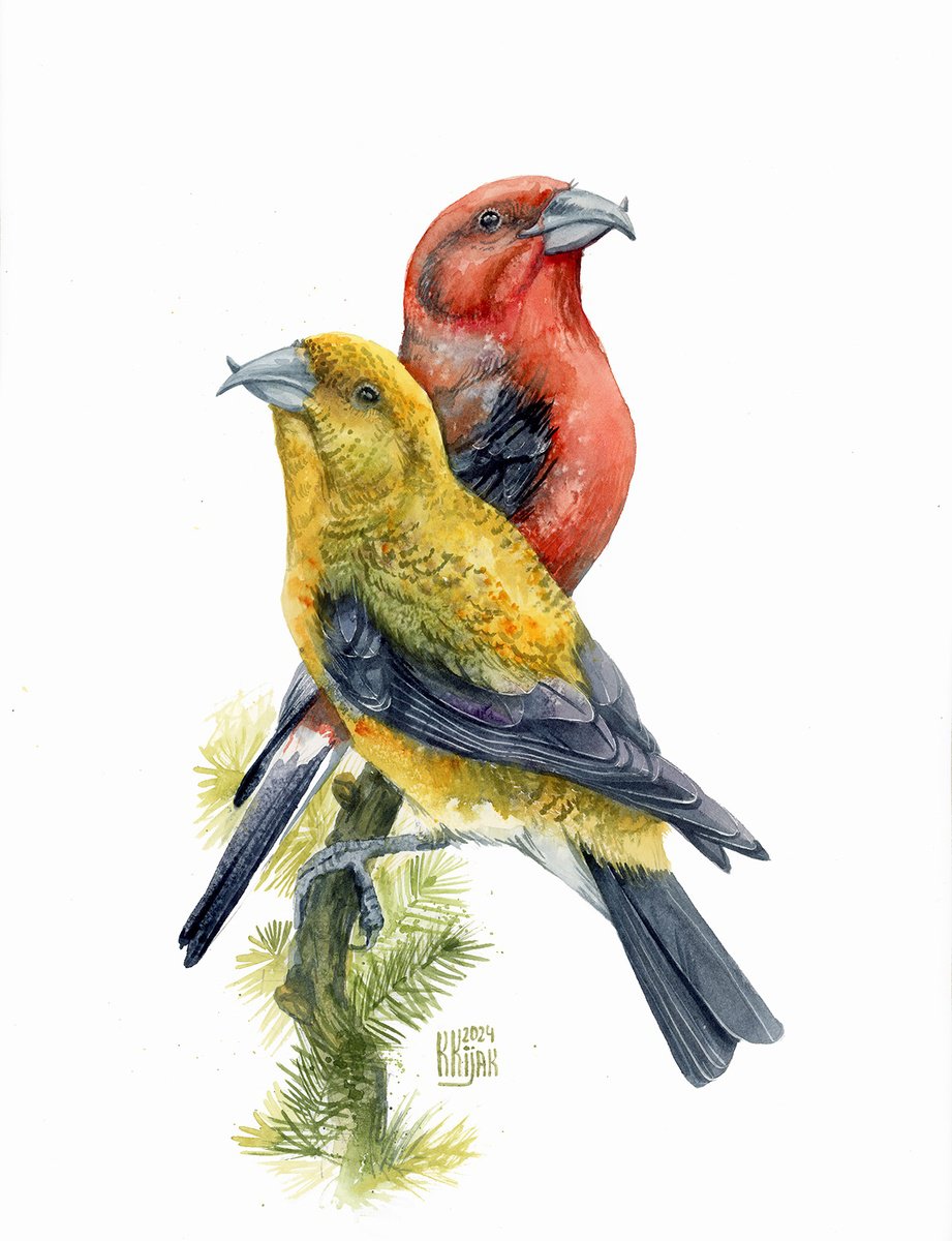 Animal Watercolour By Karolina Kijak, 12 X 16", Red Crossbill, Original Artwork