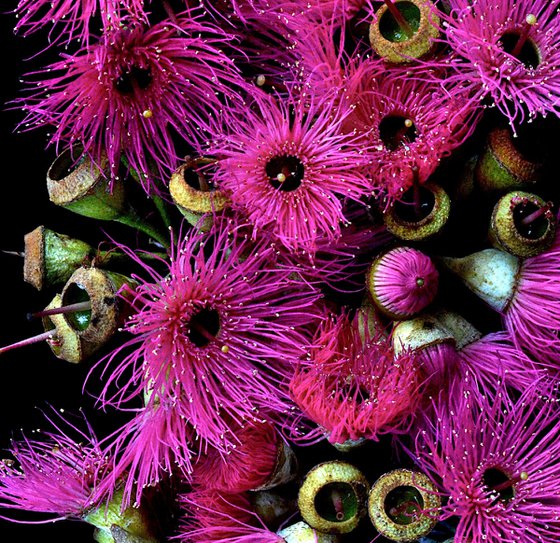 Pink Flowering Eucalyptus