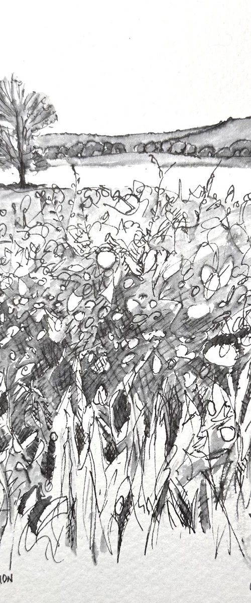 Holmwood Common in Spring. Surrey. Pen & Ink by Catherine Winget