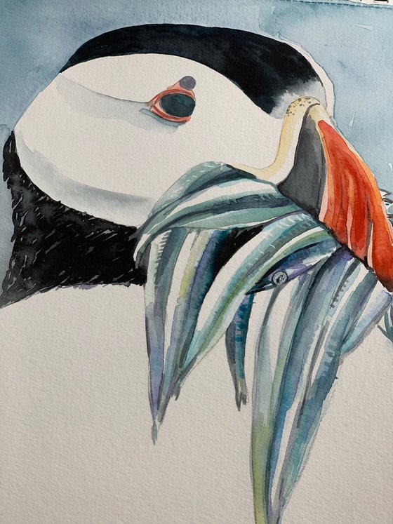 Atlantic Puffin