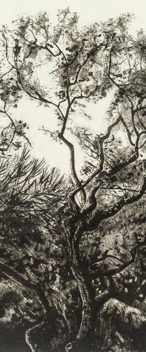Westonbirt Oak by Fiona Hamilton