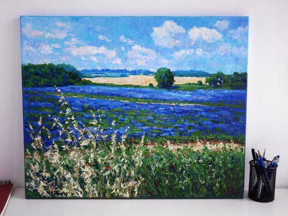 Lavender in Provence