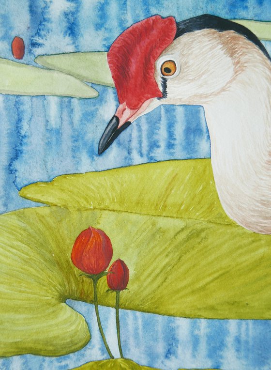 Jacana birds, part 2