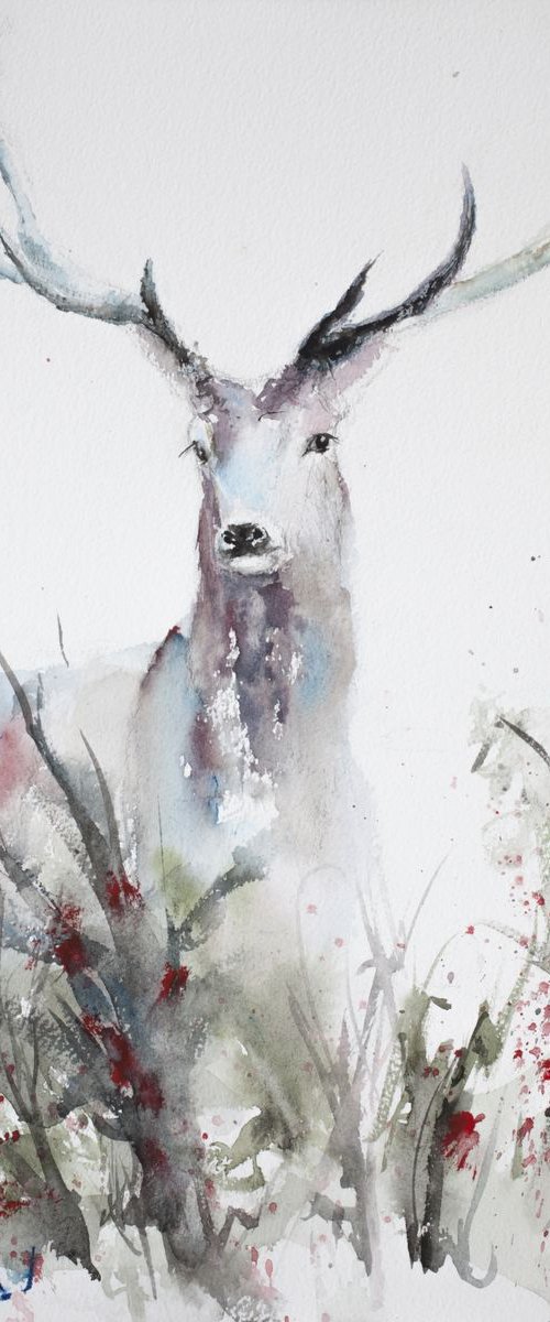 Deer at the meadow by Tomasz Mikutel