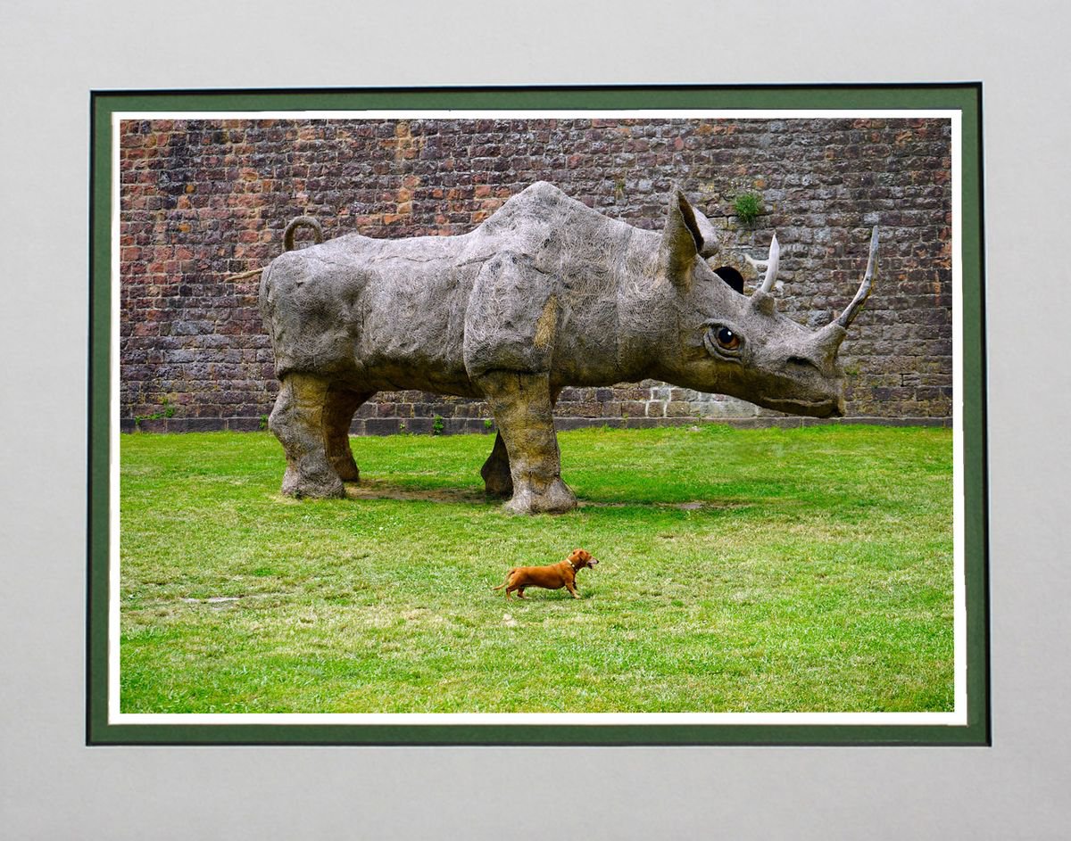 Ready Steady Go Rhinoceros v Dachshund by Robin Clarke