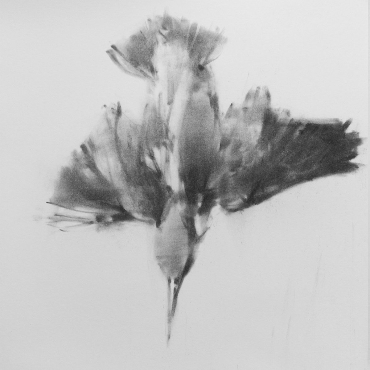 common kingfisher 01 by Tianyin Wang