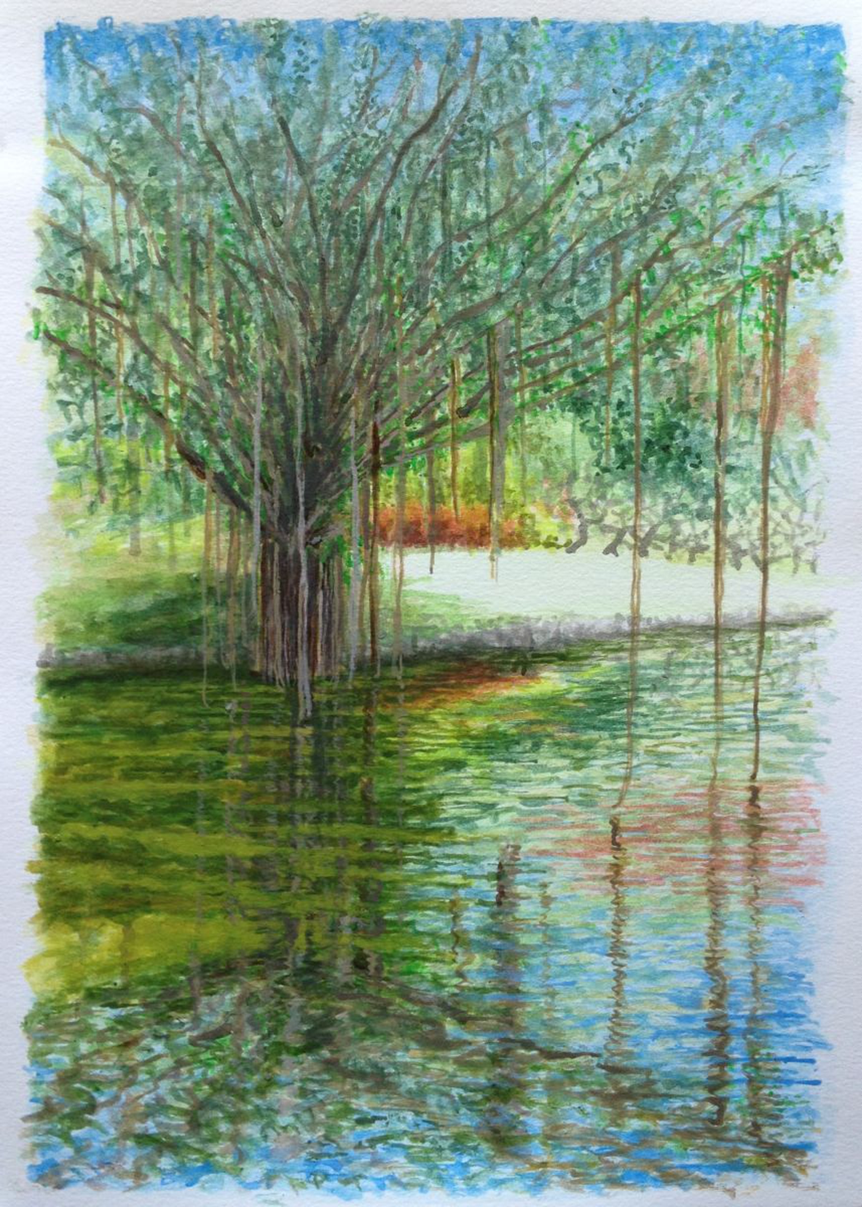 Banyan Tree And Reflections By David Lloyd Artfinder